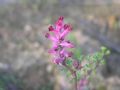 Fumaria officinalis